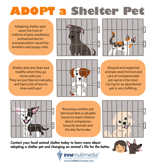 National Adopt a Shelter Pet Day DollarDays News